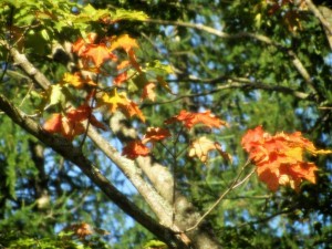 First fall leaves